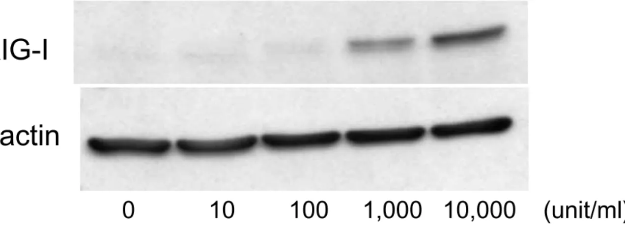 Fig. 2　IFN-β の濃度依存性 RIG-I 発現誘導