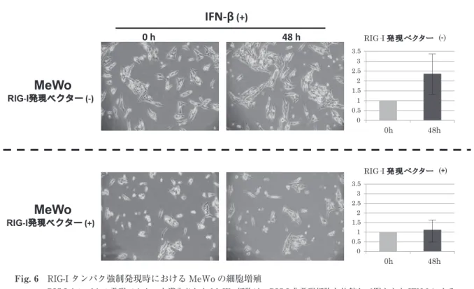 Fig. 6　RIG-I タンパク強制発現時における MeWo の細胞増殖