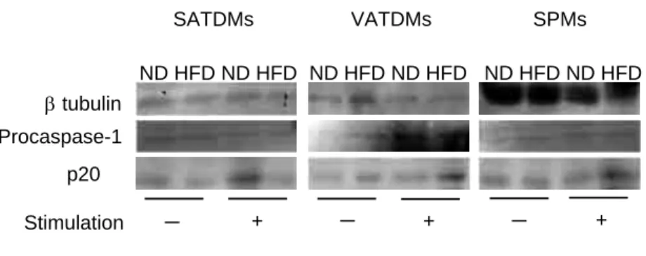Figure 6　Caspase-1 activation in SATDMs, VATDMs and SPMs.