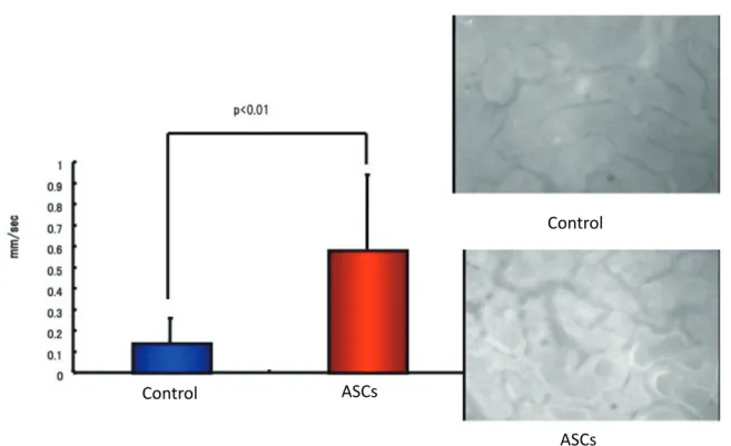 Fig 2.  Renal cortical microcirculation. Velocity of the capillary blood flow and the capillary blood flow volume  were significantly higher in AKI rats given subcapsular injection of hLASCs than those given the control  medium.