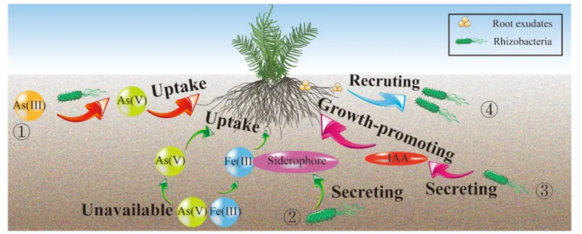 Fig. 1 The interactions of rhizobacteria and Pteris vittata 