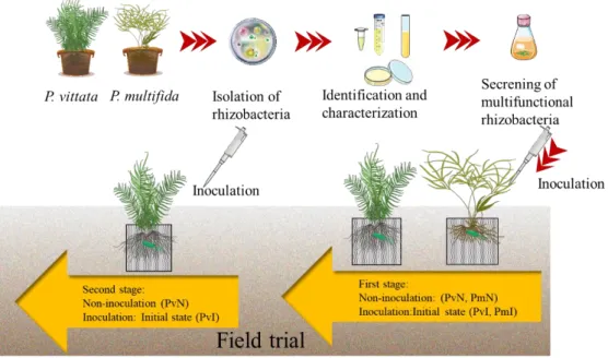 Fig. 2 The application of isolated bacteria in As phytoremediation 