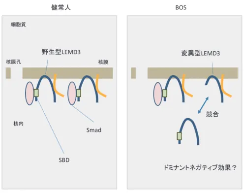 図 4  BOS における分子病態学的模式図．LEMD3 は emerin と物理的に結合しながら，