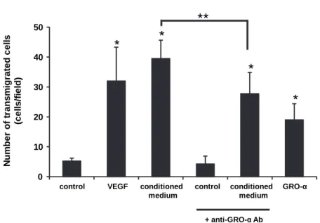 Fig. 3　Endothelial cell transmigration in response to GRO-α.  Control medium （M199-HSA）, VEGF （100  pg/mL, in M199-HSA）
