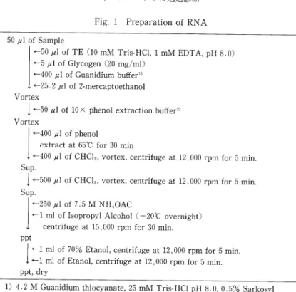 Fig.  1  Preparation  of  RNA