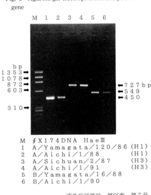 Fig.  2  Agarose  gel  electrophoresis  analysis  of  HA gene