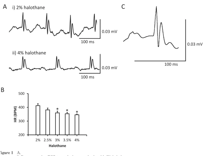 Figure 1 A.  i） Representative ECG trace during anesthesia with 2% halothane.  ii） Representative ECG trace during anesthesia with 4% halothane.  B. Changes in heart rate according to halothane concentration. *P &lt; 0.05 between anesthesia with 2% halotha