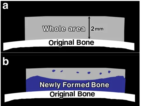 図 38 ： n-Bone% 算出の概要図