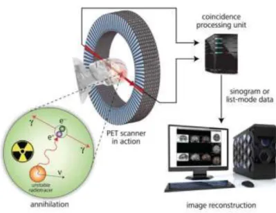 Figure 2.2: The illustration of the principle of a PET imaging system. The annihilation photon  will be detected the detector as a coincidence event and used to reconstruct PET image