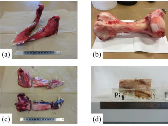 Fig. 2-1 Bone specimens; (a) obtained mandibular bone, (b) obtained femoral bone, (c) cutting of  mandibular bases, (d) mandibular bases embedded in epoxy resin for drilling tests 