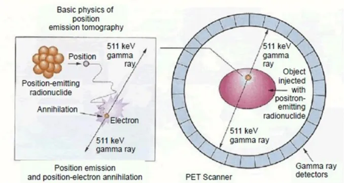 Figure 1. 4: An illustration of the basic biophysics which generates an image utilizing the PET  technology (Jacob et al, 2013)