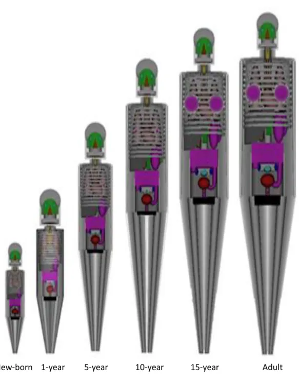 Figure 1. 10: Illustration of age-specific mathematical phantoms developed by ORNL (Program  History, ORNL Site)