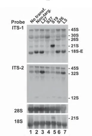 Figure 1 Perturbation of pre-rRNA processing by knockdown of the RPL27 or RPS27 gene 