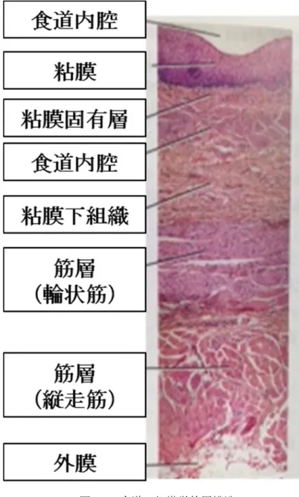 図 1.3  食道の組織学的層構造 