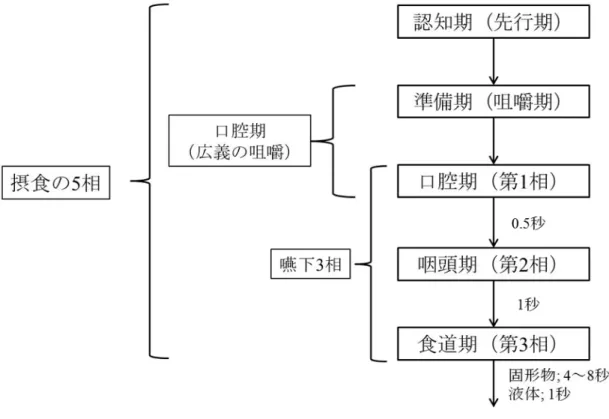 図 1.4  嚥下、摂食の 5 相のまとめ 