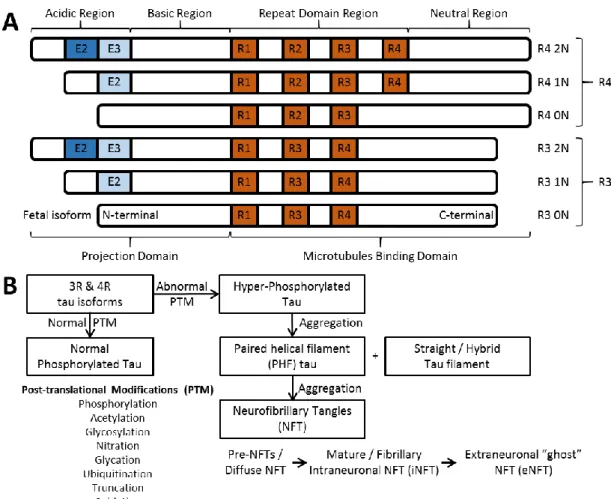 Figure 2.2: Various forms of tau protein: (A) 6 isoforms of tau protein [Ariza et al., 2015], (B) Aggregation  of tau protein to neurofibrillary tangles