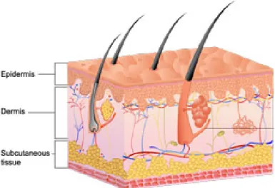Figure 1.1: Epidermis, dermis and hypodermis.