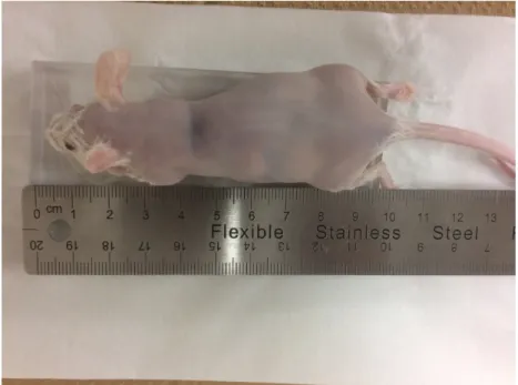 Figure 1.6: Mouse for data acquisition.
