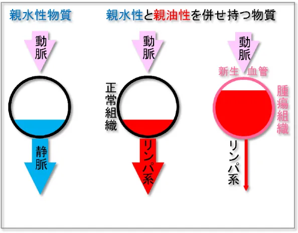 図 2.1  両親媒性化合物の腫瘍集積性 親水性の化合物：組織に移行せず静脈から排泄される。 