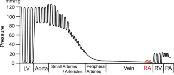 Fig. 2.3   生体血液循環内の圧力分布（ [67] より改変）