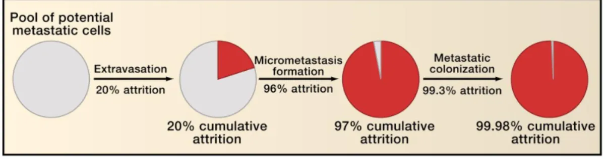 Figure  1.1.  Inefficiency  of  the  invasion-metastasis  cascade.  The  figure  indicates  the  approximate proportions of intravenously implanted tumor cells that die as they pass through the  various steps of the invasion-metastasis cascade