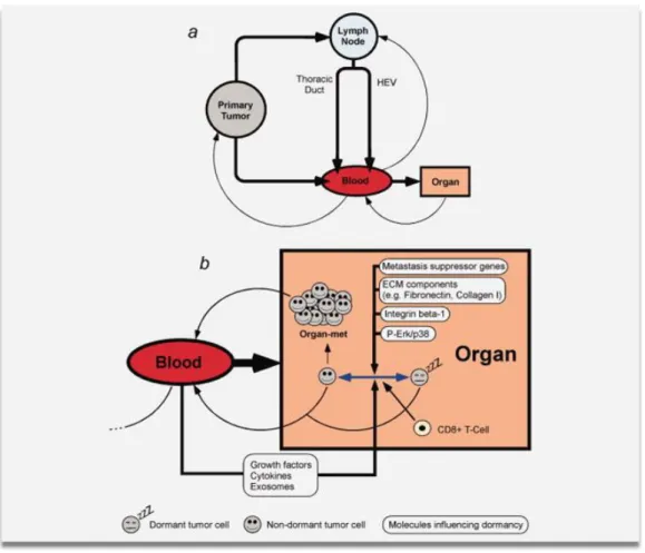 Figure  1.3.  Routes  for  the  development  of  metastasis.  (a)  Schematic  diagram  illustrating  the  possible  pathways  that  tumor  cells  could  follow  as  they  travel  through  the  body