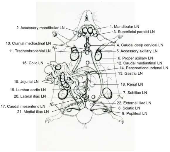 Figure  2.1.  Schematic  drawing  of  the  locations  of  the  lymph  nodes  (LNs)  in  an  MHX10/Mo/lpr  mouse