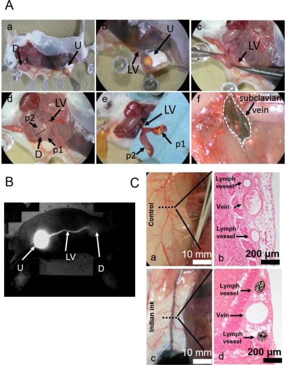 Figure 2.2. Lymph vessel (LV) from the subiliac lymph node (SiLN) to the proper axillary  lymph node (PALN)