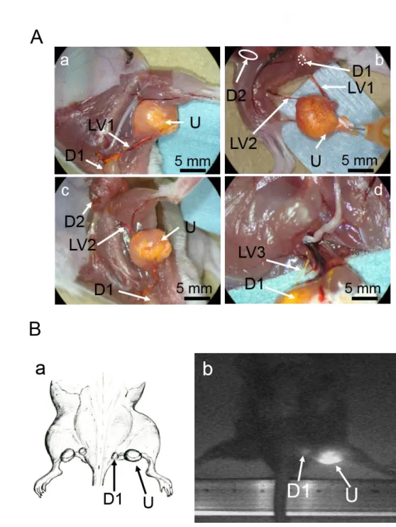 Figure 2.4. Lymph vessel (LV) from the popliteal lymph node (LN) to both the sciatic LN  and the subiliac LN (SiLN)