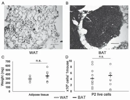 Fig. 1 Isolation and culture of AdMSCs from WAT and BAT
