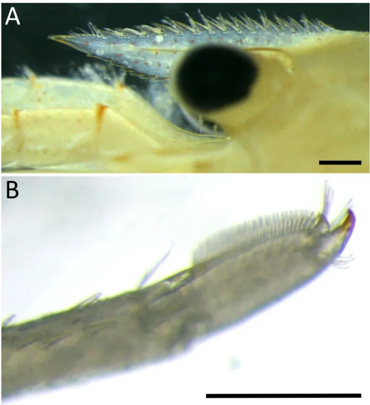 表 1. ヘリトリオカガニの採集場所 2 カ所より発見された生物のリスト . Table 1. List of species recorded from the two sites in this study.