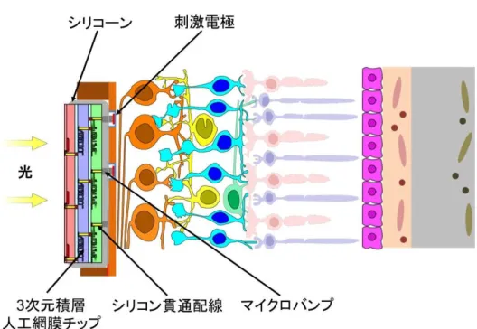 図 2-8  3 次 元 積 層 人 工 網 膜 チ ッ プ を 用 い た 完 全 埋 め 込 み 型 網 膜 上 刺 激 人 工 網 膜 の 網 膜 近 傍 の 装 置 構 成 3 次 元 積 層 人 工 網 膜 チ ッ プ は 、図 2-7 に 示 す よ う に 、網 膜 の 視 細 胞 に 相 当 す る 撮 像 素 子 層 、 双 極 細 胞 、 水 平 細 胞 、 ア マ ク リ ン 細 胞 に 相 当 す る 処 理 回 路 層 、 神 経 節 細 胞 に 相 当 す る 刺 激 電 流 生