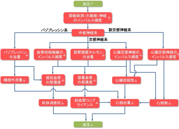 図 2.2  圧受容器反射による血圧調整システムのメカニズム [12] ．