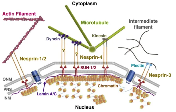 Fig. 1.5  細胞核 ! 細胞骨格結合モデル   (Gerlitz et al., 2011 より一部改変 ) 