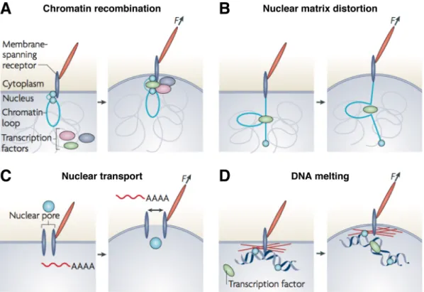 Fig.  1.8  細胞核への力学伝達により生じうる現象   (A  :  クロマチンの構造変化によ る DNA と転写因子との結合 ,  B  :  核基質のゆがみによる転写因子の活性化   C  :  核膜 孔の開口による物質輸送 ,  D  :  DNA の融解による転写因子との結合 ,  Wang  et  al.,  2009 より一部改変 )  1.5  本研究の目的  LINC 複合体の異常は様々な遺伝性疾患や細胞の機能・形態の異常を引き起こすこ とが報告されてきた。これらの異常は LINC