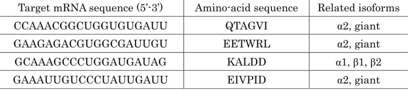 Table 2.1  標的 mRNA の塩基配列と対応するアミノ酸配列およびアイソフォーム Target mRNA sequence (5’-3’)  Amino-acid sequence  Related isoforms 