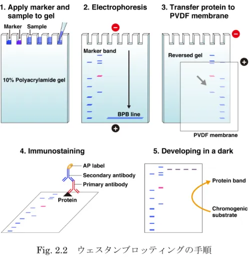 Fig. 2.2  ウェスタンブロッティングの手順