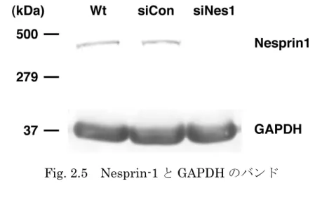 Fig. 2.5  Nesprin-1 と GAPDH のバンド