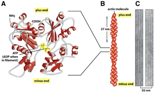 Fig. 1.3  アクチンフィラメントの構造   (A :  アクチン分子 , B :  アクチンフィラメン ト, C :  アクチンフィラメントの電子顕微鏡写真, Molecular Biology of the Cell 5/e よ り一部改変) 
