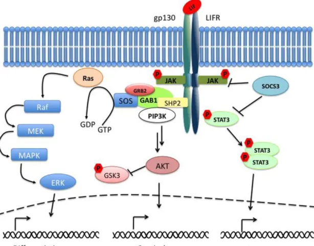 Figure 1-3  Schematic  of  the  LIF  signaling  pathway  (Adapted  from  Graf  et  al