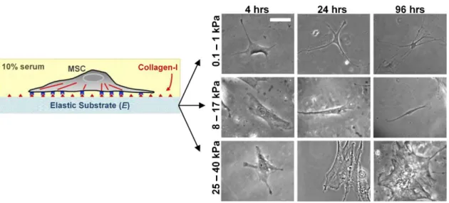 Figure 1-5  The  substrate  elasticity  helps  the  lineage  specification  of  naive  MS  cells  (Modified from Engler et al