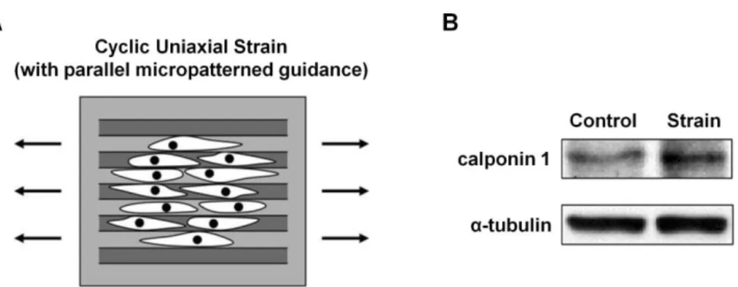 Figure 1-7  Mechanical  strain  plays  an  important  role  in  gene  expression  and  lineage  determination of MS cells (Adapted from Kurpinski et al