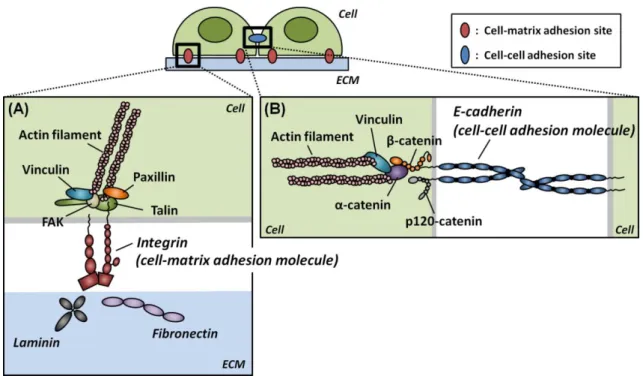 Figure 1-9  Schematic of the ligand-receptor interactions at the two different adhesion sites