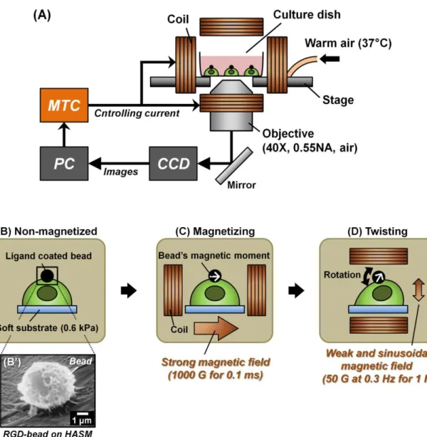 Figure 2-3  Schematic principle of the MTC. (A) The experimental system is shown. The cell  culture dishes were placed under the inverted optical microscope to be surrounded by the coils