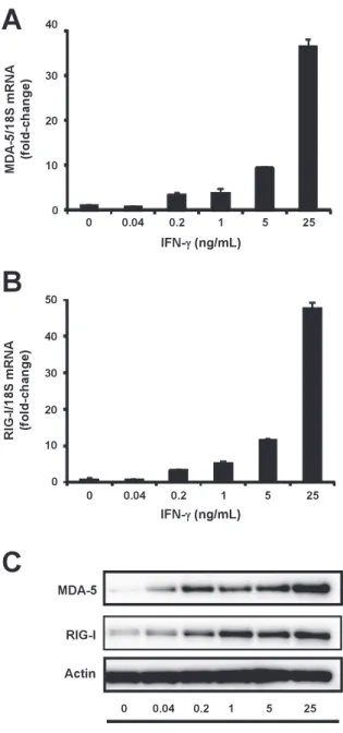 Fig. 2　Concentration-dependent stimulation by IFN- γ  of the  MDA-5  and  RIG-I  expression  in  HSC-3  cells