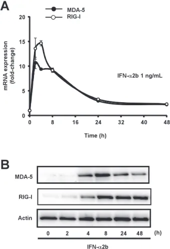 Fig. 3　Time-course of the MDA-5 expression in HSC-3 cells  in response to IFN- α 2b. HSC-3 cells were treated with 1 ng/