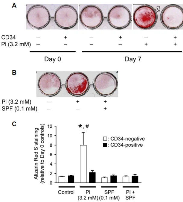 Fig. 2.  CD34-negative MSLCs were easily calcified. After reaching confluence, 