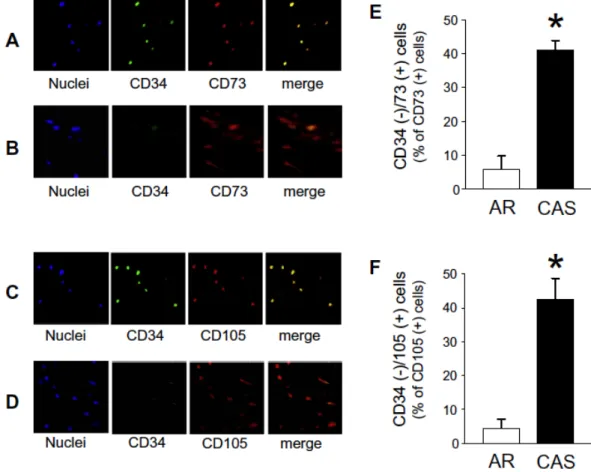 Fig. 4.  CD34-negative MSLCs were abundant in aortic valves of CAS specimens. 