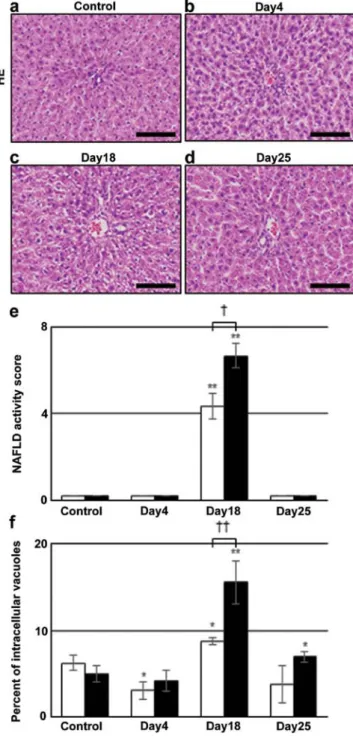 Figure 1. H&amp;E staining of liver sections and the quantitative evaluation  of intracellular vacuoles