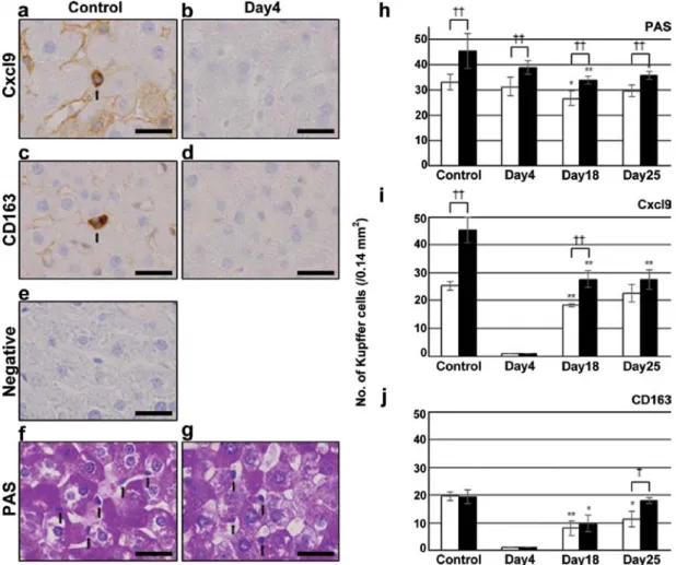 Figure 4. Immunostaining for (a and b) Cxcl9, (c and d) CD163 and (f and g) PAS staining in (a, c, e and f) control and irinotecan group on (b, d and g) day 4